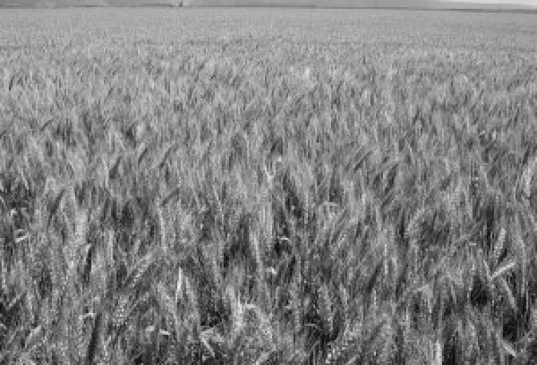 Agricultura a fost trecuta la "perfuzii"