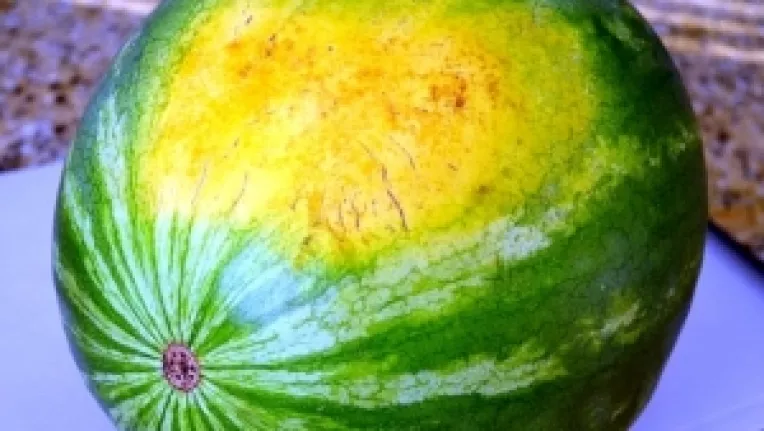 Indicii ca un  pepene este copt