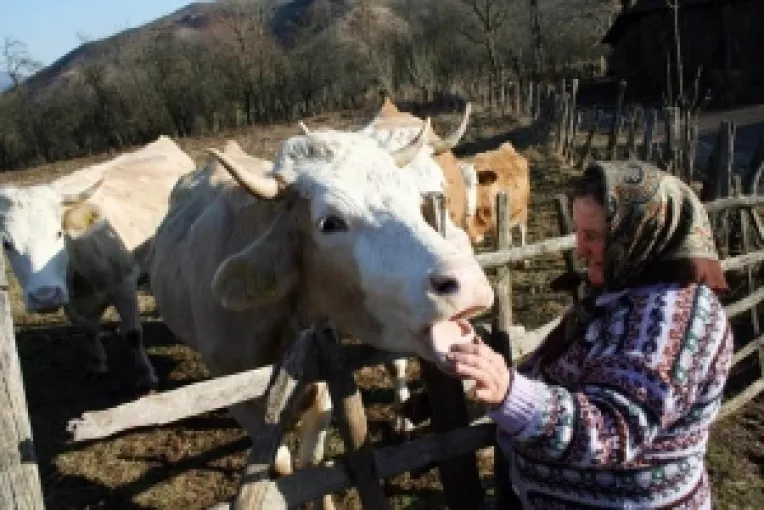 Penalitati pentru producatorii de lapte